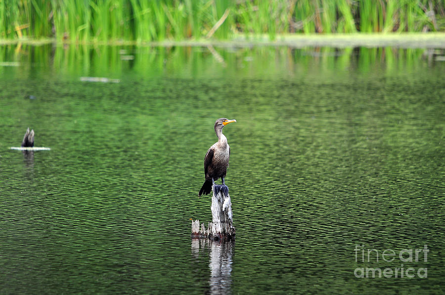 Cormorant Chilling Photograph by Al Powell Photography USA