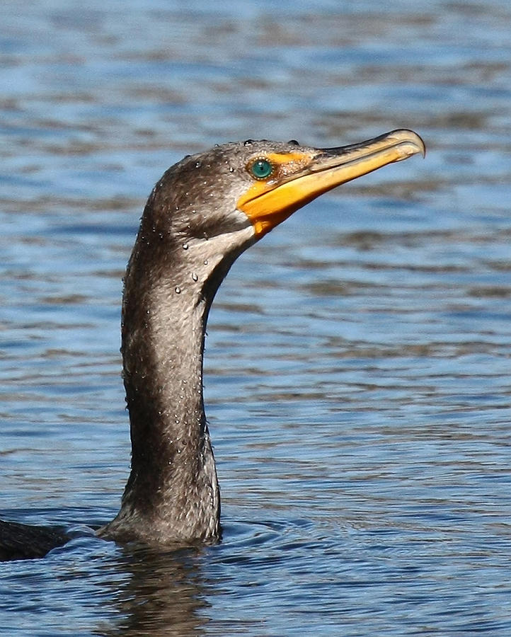 Cormorant Close 8X10 Photograph by David Lynch - Fine Art America