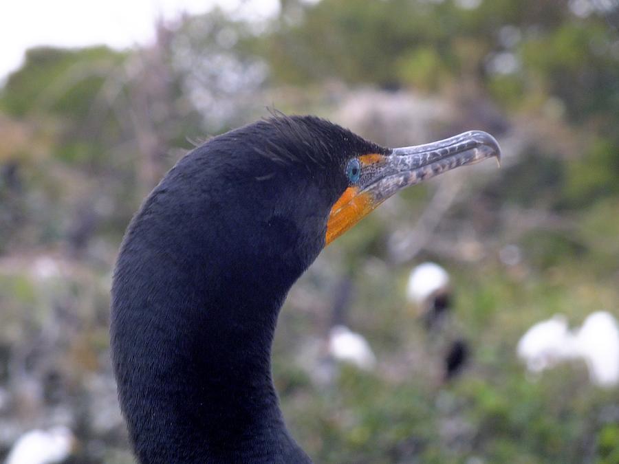 Cormorant Close-up Photograph by Peggy King