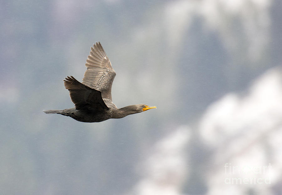 Cormorant Photograph by Deby Dixon