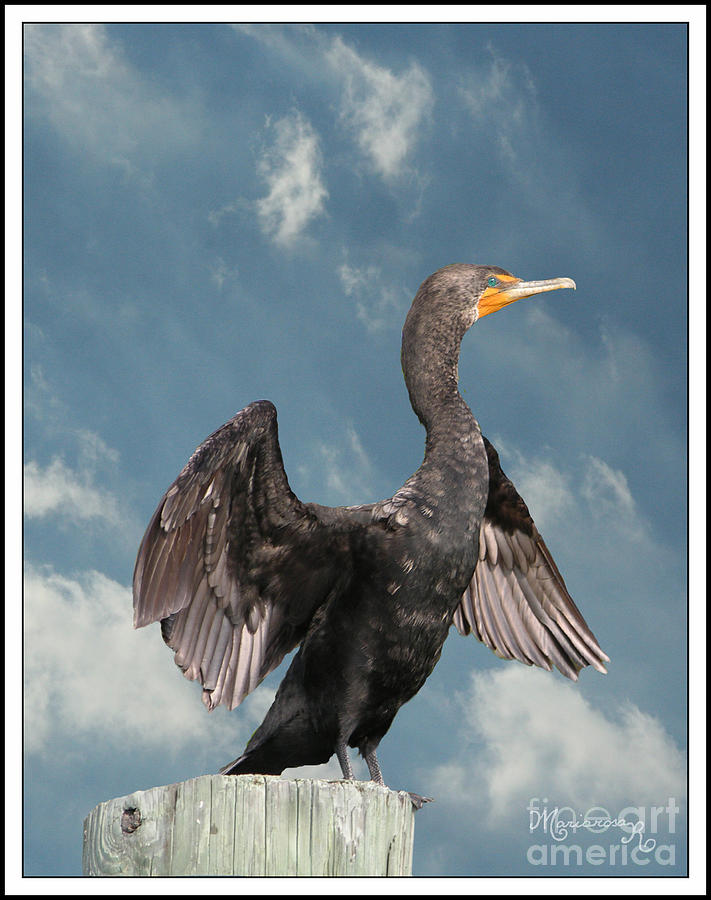 Cormorant Drying Its Wings Photograph by Mariarosa Rockefeller - Pixels