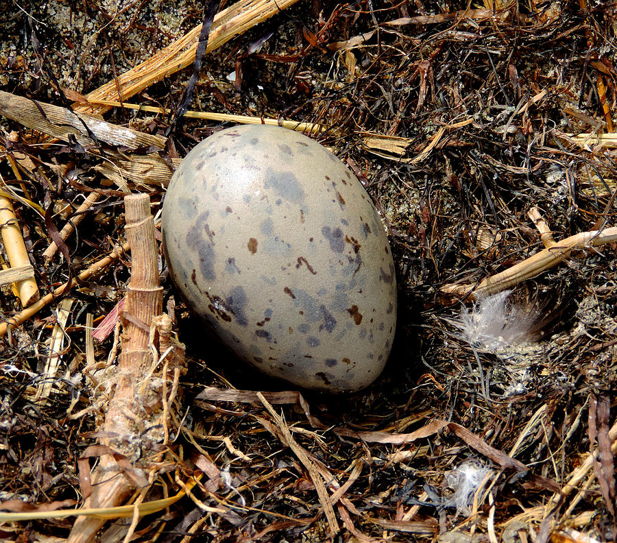 cormorant eggs