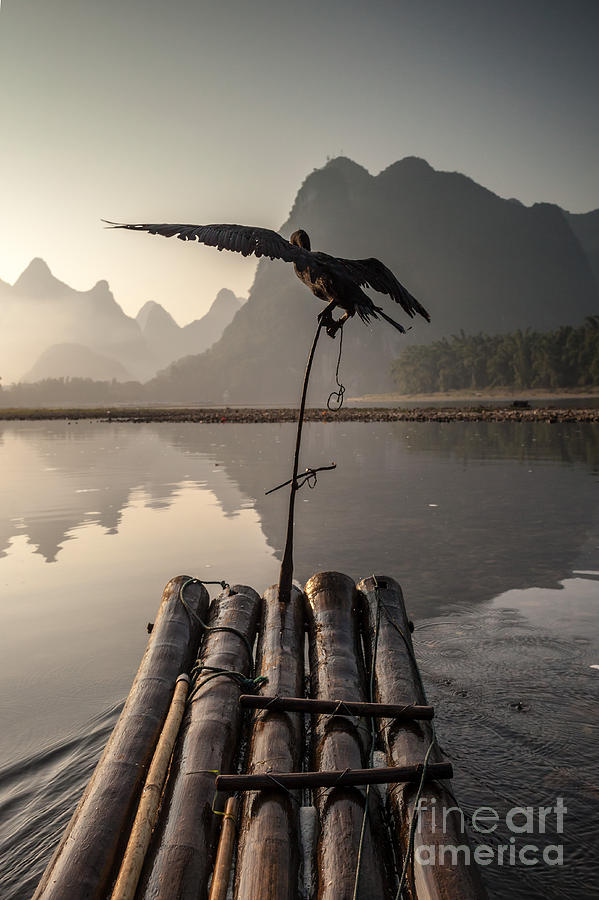 Cormorant fishing on Li river Photograph by Matteo Colombo