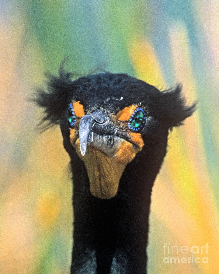 Cormorant in Breeding Plumage Photograph by John Harmon