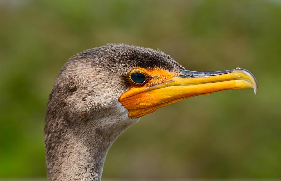 Cormorant In Profile Photograph by Lonnie Wooten - Fine Art America