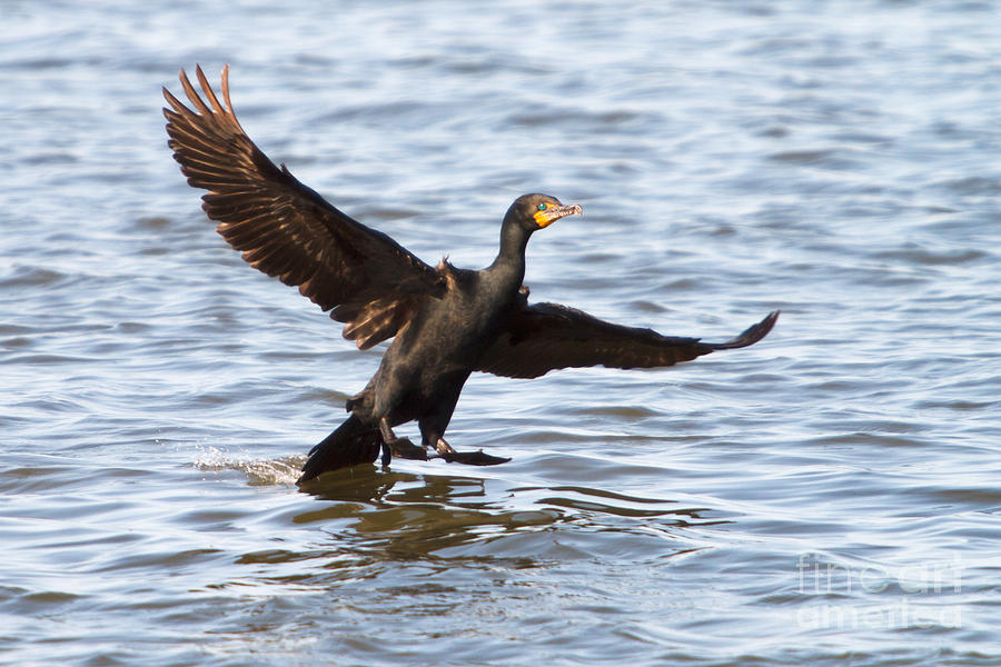 Bird Photograph - Cormorant Landing by Michael McStamp