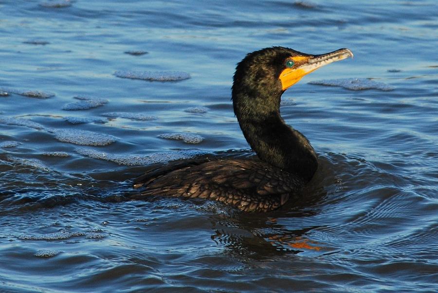 Cormorant Photograph by Linda Barone - Fine Art America