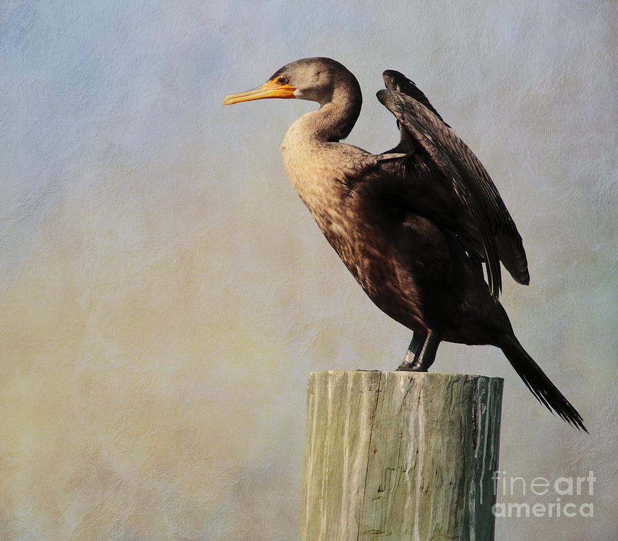 Cormorant Photograph - Cormorant by Linda C Johnson Cormorant Photograph - Cormorant by Linda C Johnson