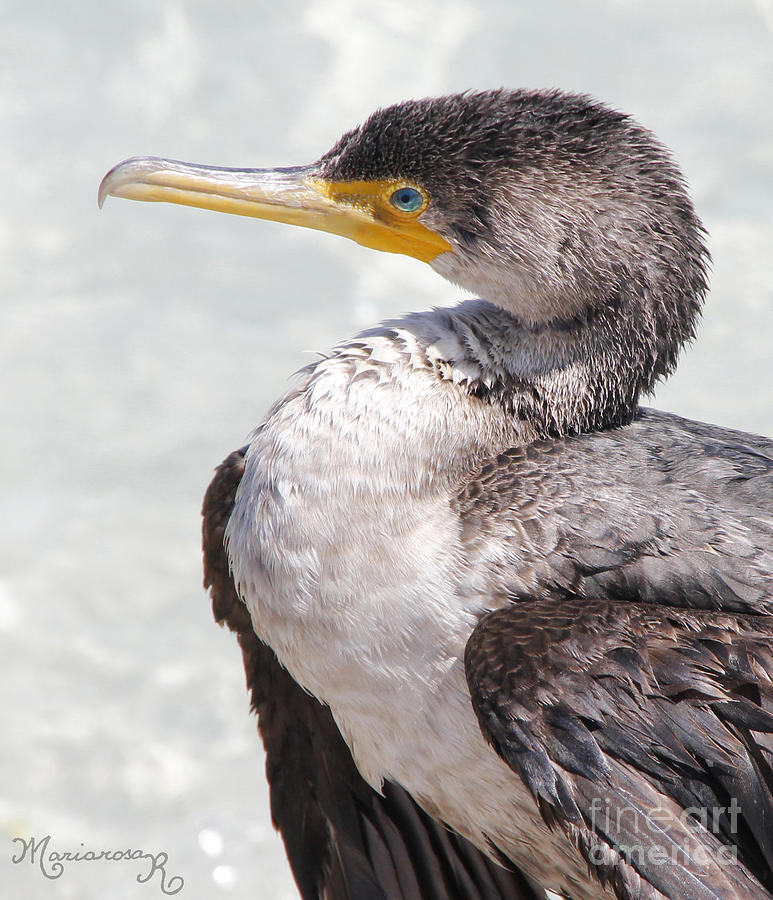 Cormorant  Photograph by Mariarosa Rockefeller