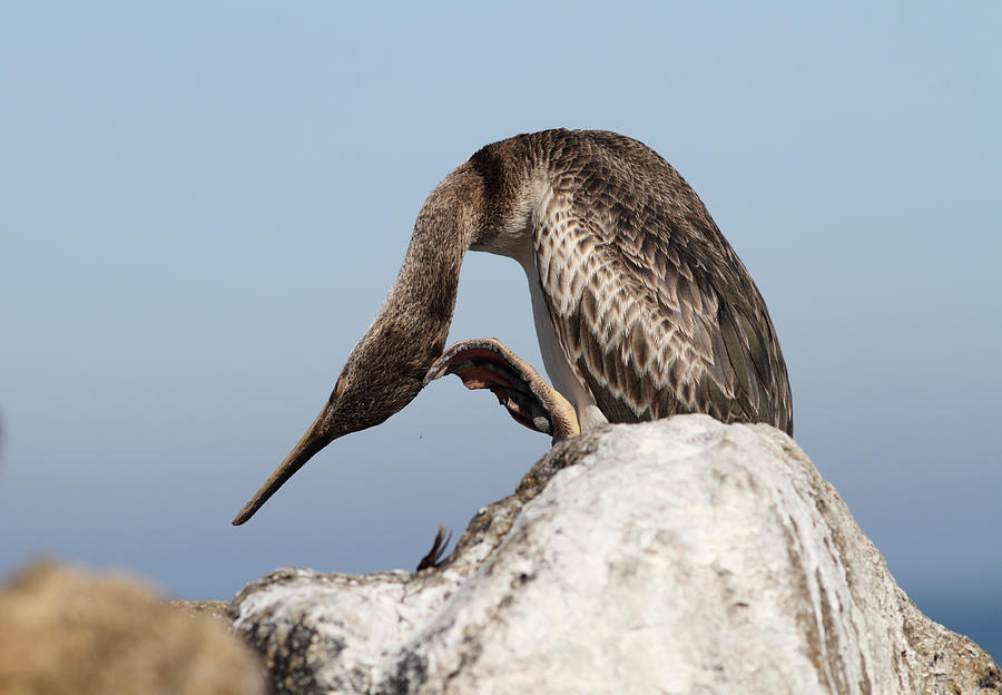 Bird Photograph - Cormorant on a rock by Alex Sukonkin
