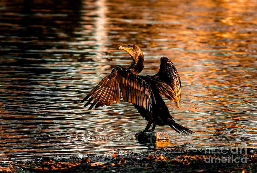 Cormorant On Gold Photograph by Robert Frederick