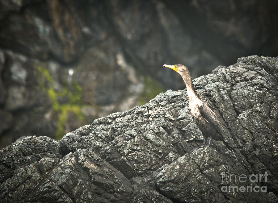 Cormorant on the Rocks Photograph by Cheryl Baxter