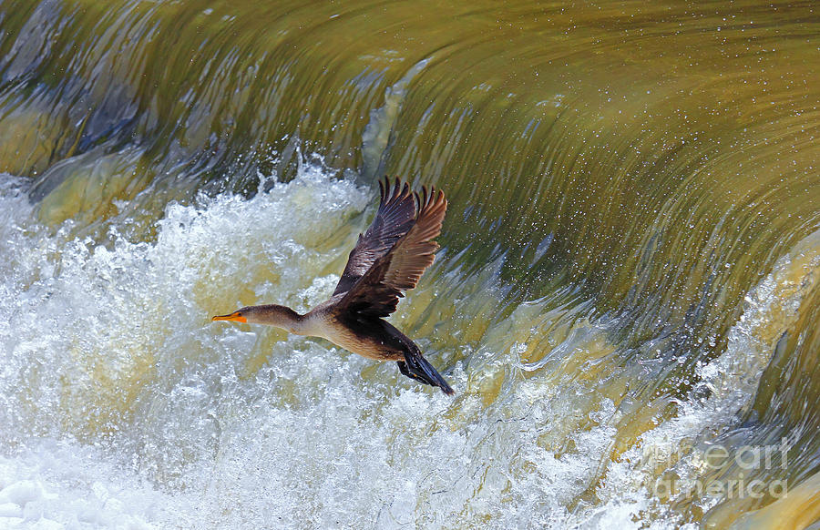 Cormorant Over Waterfall Photograph by Charline Xia