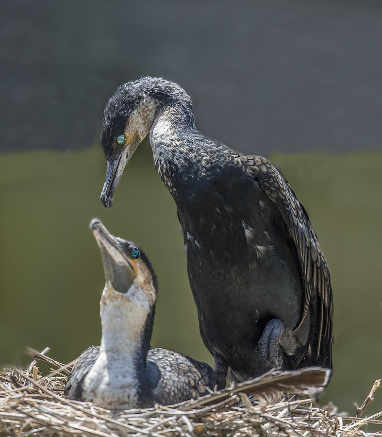 Cormorant Pair Looking At Each Other Lovingly Photograph by William Bitman
