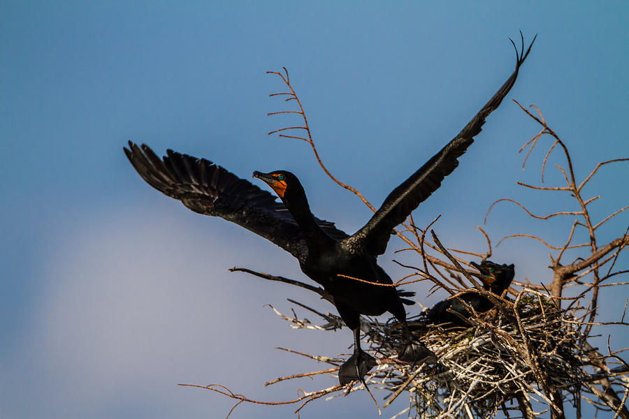 Cormorant Parent Flying Out Photograph by Andres Leon