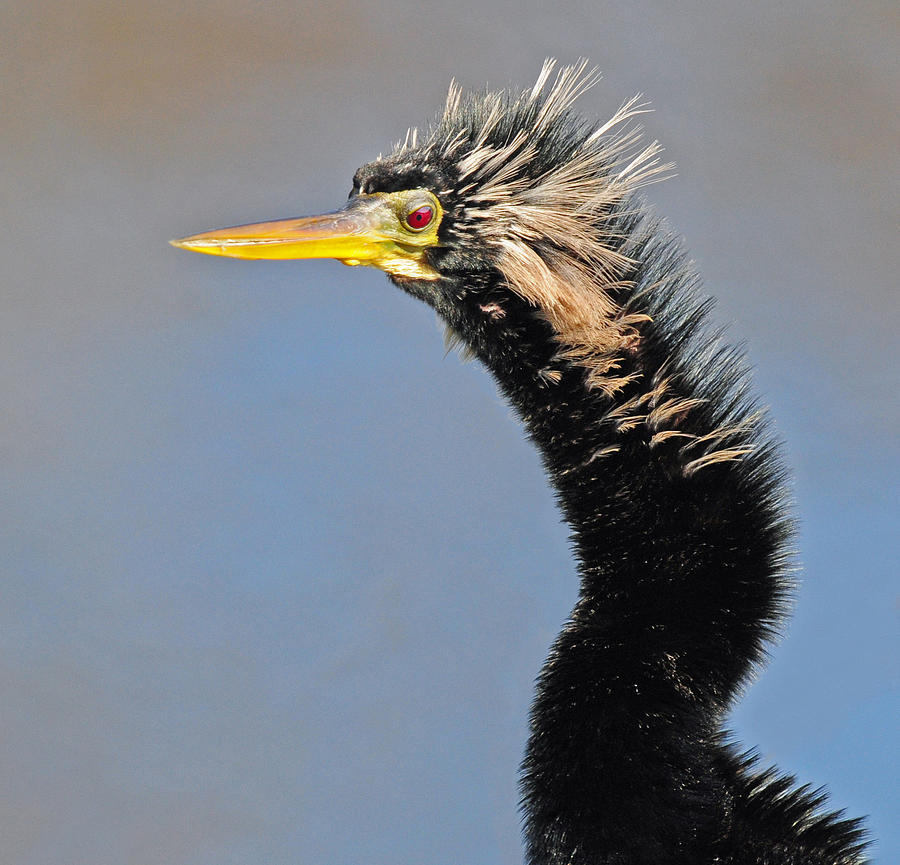 Cormorant Portrait Photograph by Dave Mills