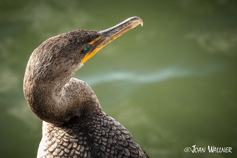 Cormorant Profile Photograph by Joan Wallner
