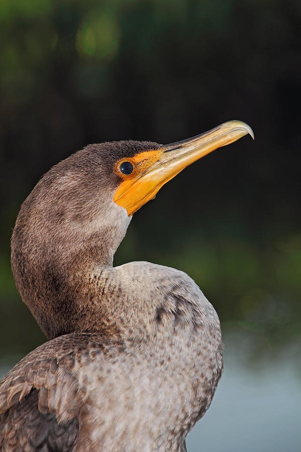 Cormorant Profile Photograph by Theo OConnor
