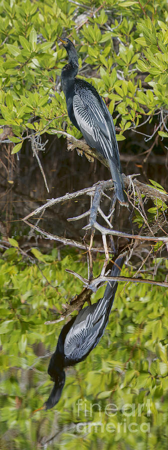Bird Photograph - Cormorant reflection by Dan Friend