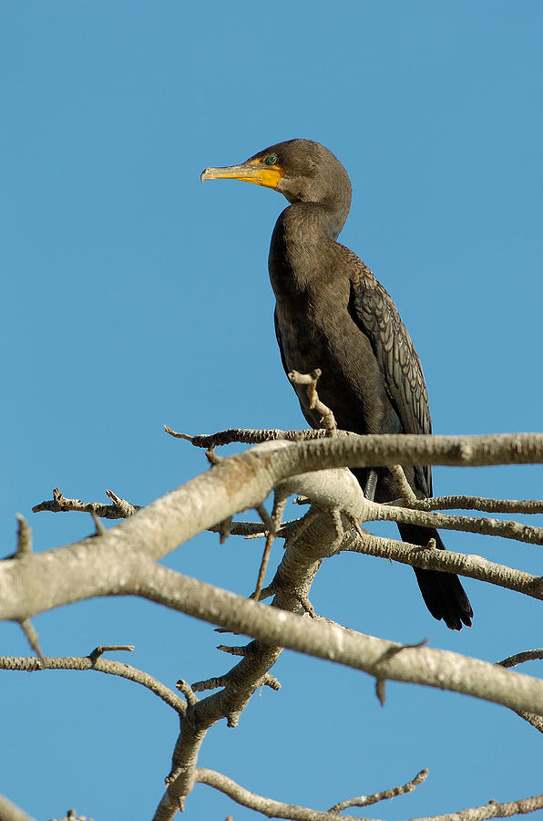Cormorant Photograph by Sebastian Musial