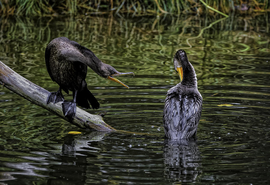 Cormorant Squabble Photograph by Donald Brown