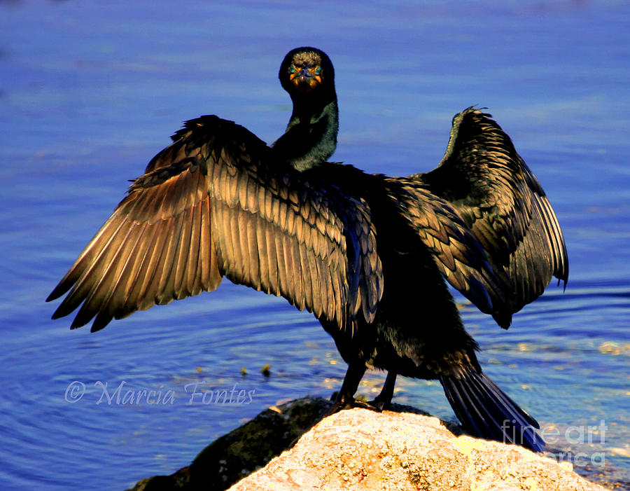 Cormorant Stare Down Photograph by Tap On Photo