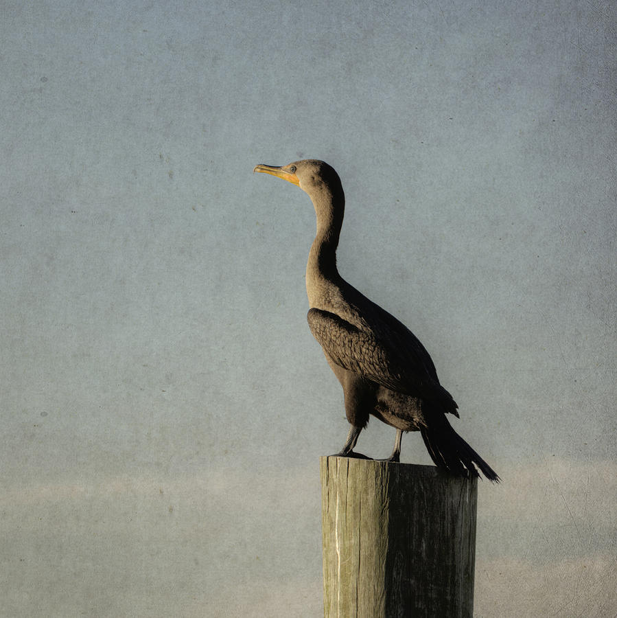 Cormorant Photograph by Steve Gravano