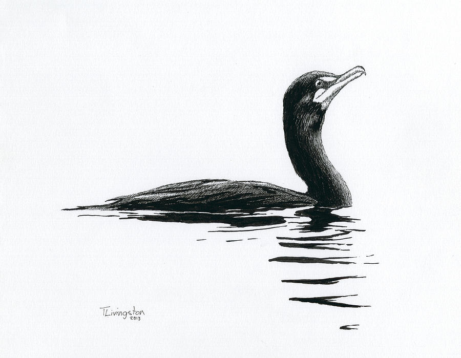 Cormorant Drawing by Timothy Livingston