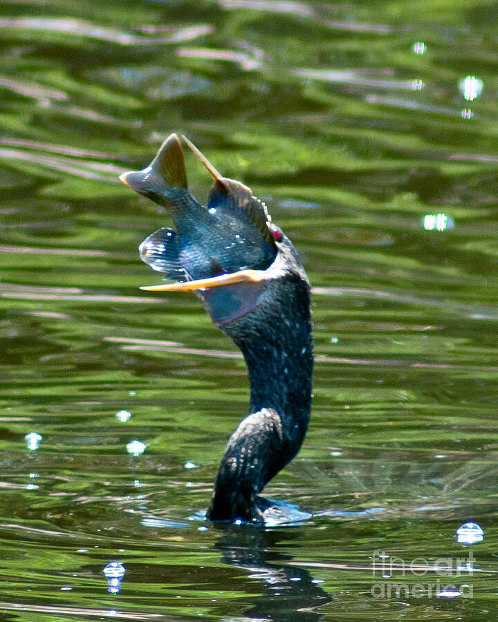 Fish Photograph - Cormorant with Catch by Stephen Whalen
