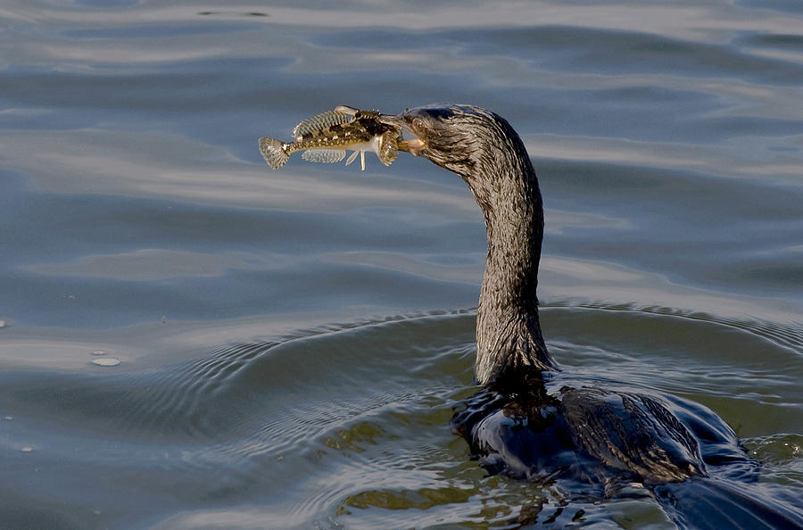 Cormorant with Fish Photograph by Betty Depee