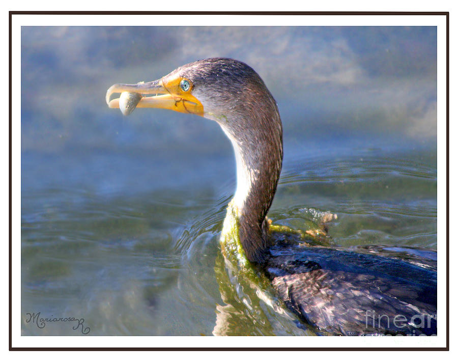 Cormorant With Lunch Photograph by Mariarosa Rockefeller