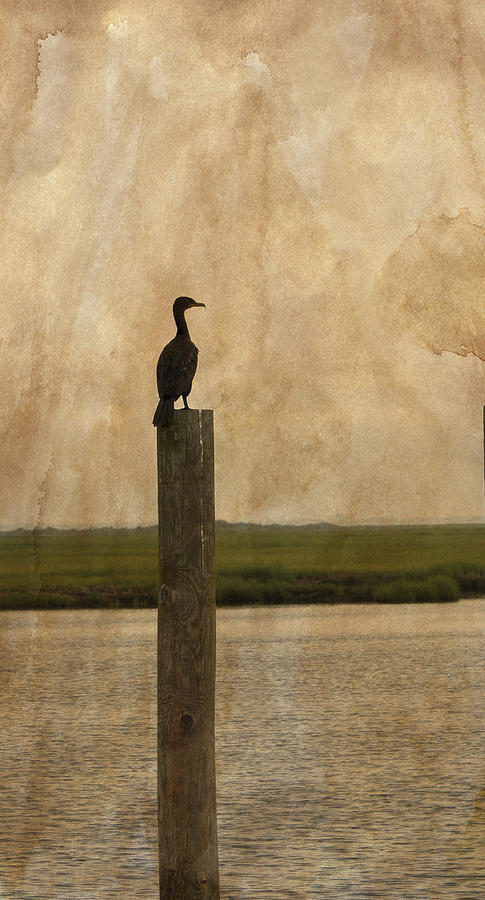 Cormorant with texture Photograph by Roni Chastain