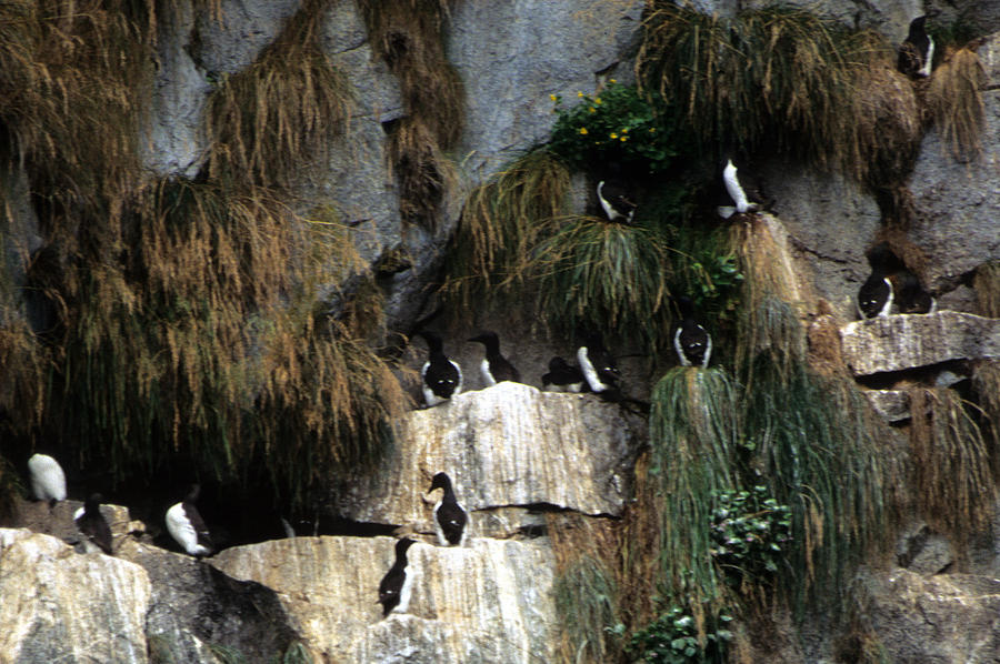 Cormorants - Alaska  Photograph by Harold E McCray