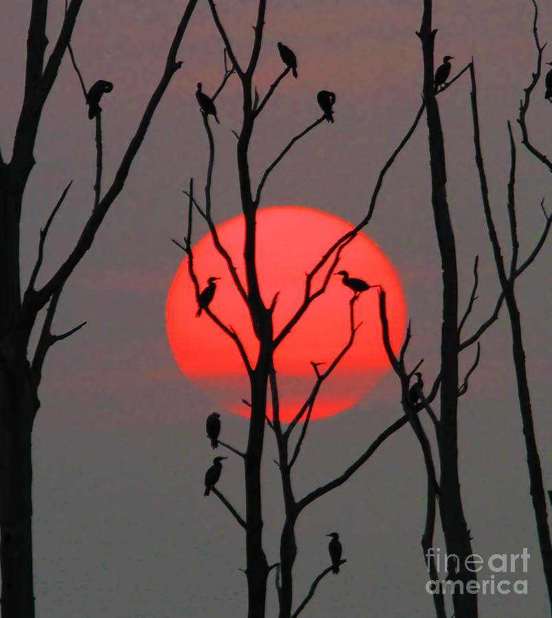 Sunset Photograph - Cormorants at Sunrise by Roger Becker
