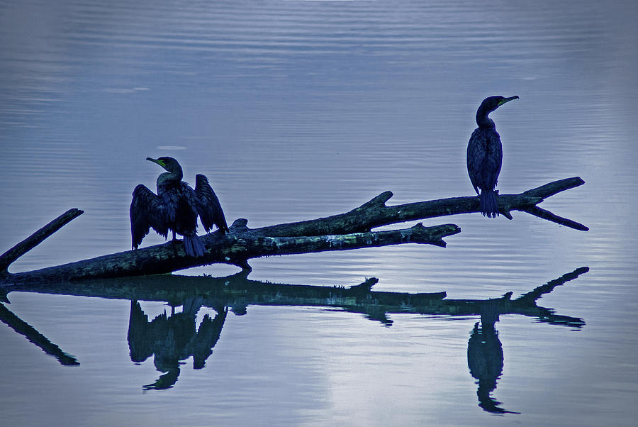 Cormorants Photograph by Jerry Cahill