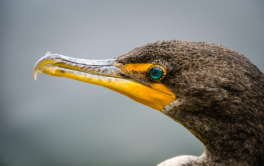 Cormorants Jewel Photograph by Jennifer Kano