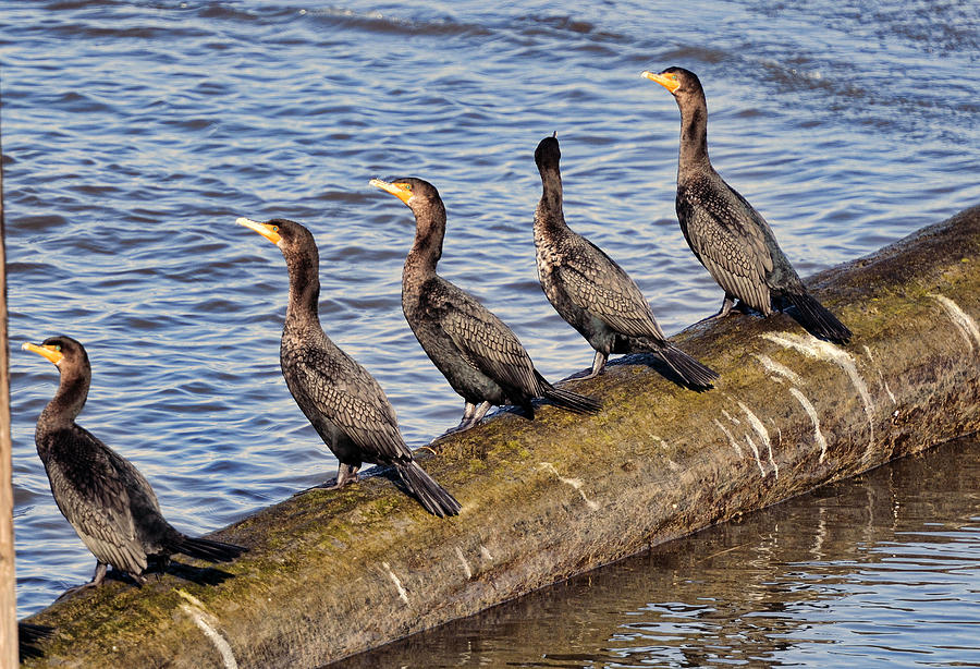 Cormorants Photograph by Lawrence Christopher