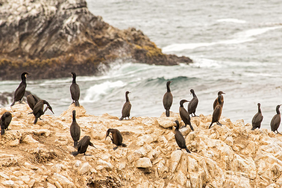 Cormorants of Bird Island in Point Lobos State Park  Photograph by Natural Focal Point Photography
