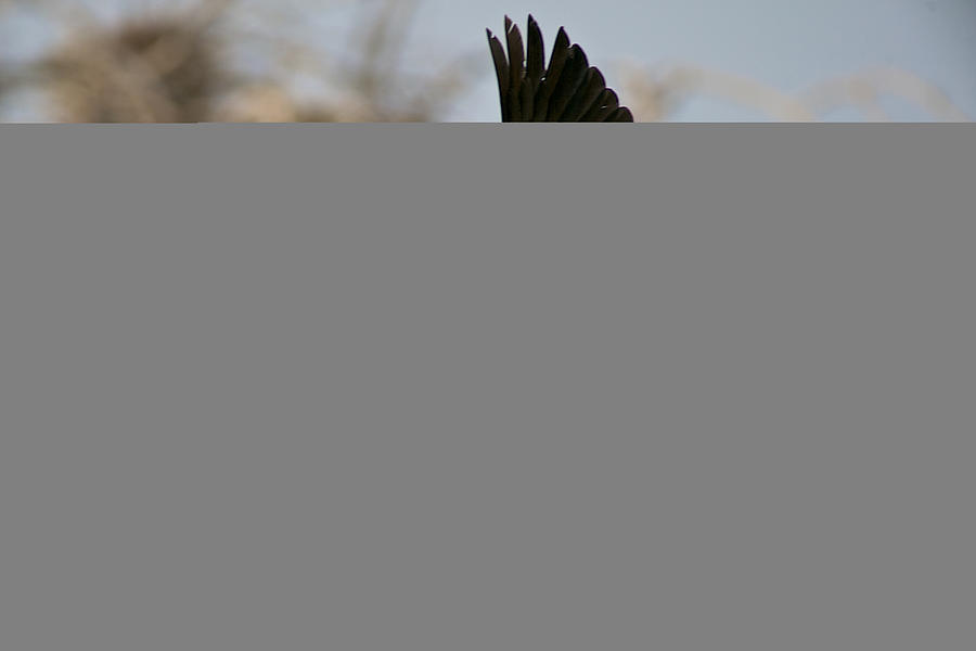 Cormorants Return Photograph by Stephen Johnson