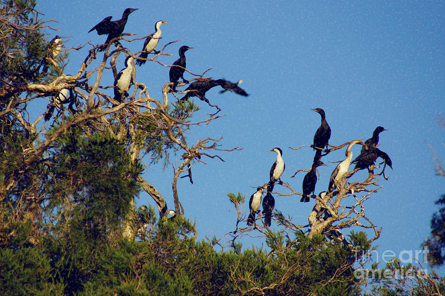 Cormorants Roosting Photograph by Cassandra Buckley