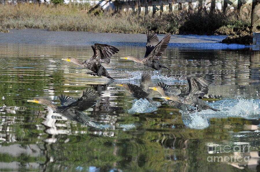 Cormorants taking off Photograph by Dan Friend