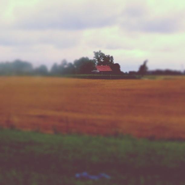 Love Photograph - Corn + Wheat 9:16 #love #tagsforlikes by Matrix  