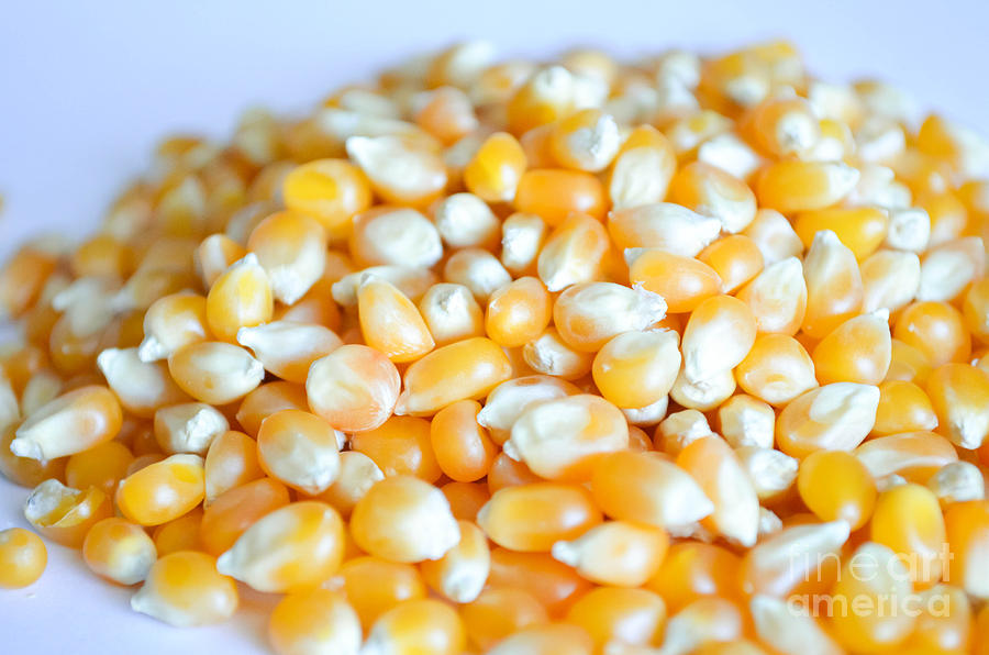 Corn 3 Photograph by Andrea Anderegg