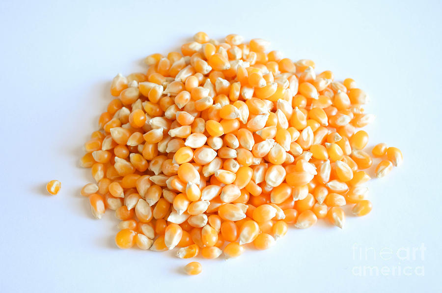 Corn 4 Photograph by Andrea Anderegg