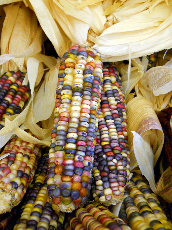 Corn Photograph by Adda Barrios - Fine Art America