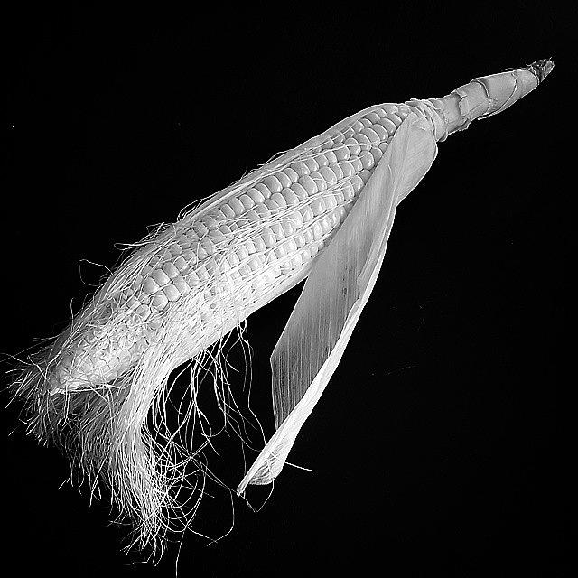 Corn Photograph - #corn by Ana Szilagyi
