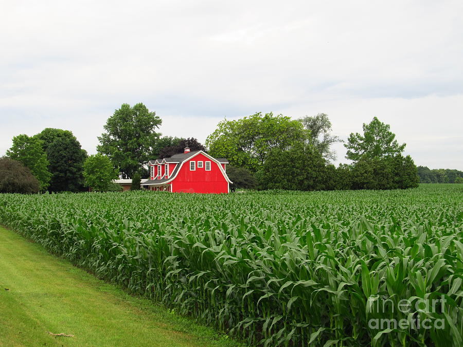Corn And Red Barn Photograph
