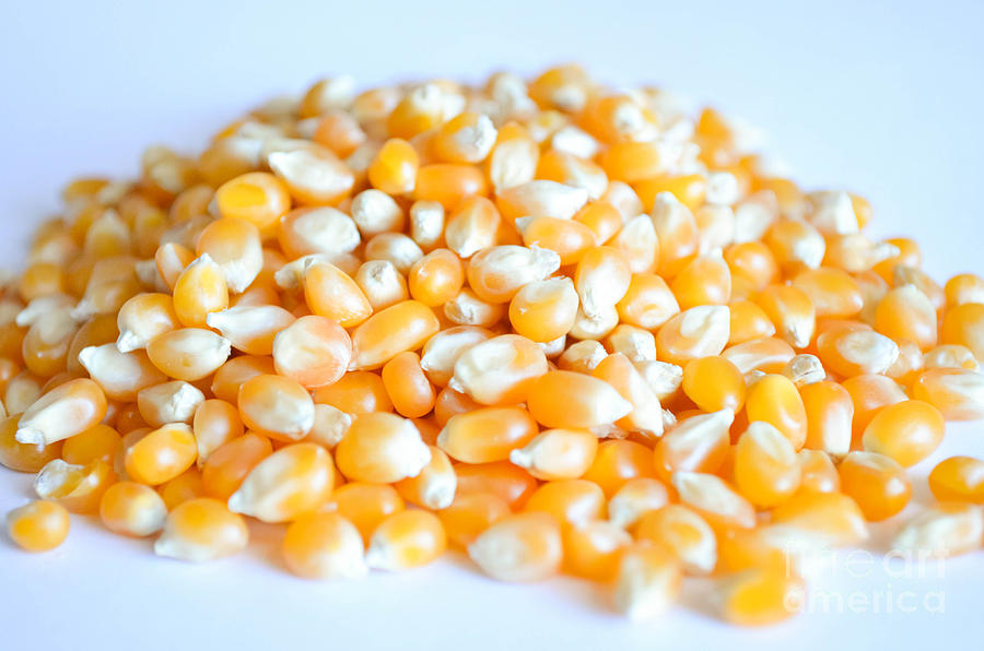 Corn Photograph by Andrea Anderegg