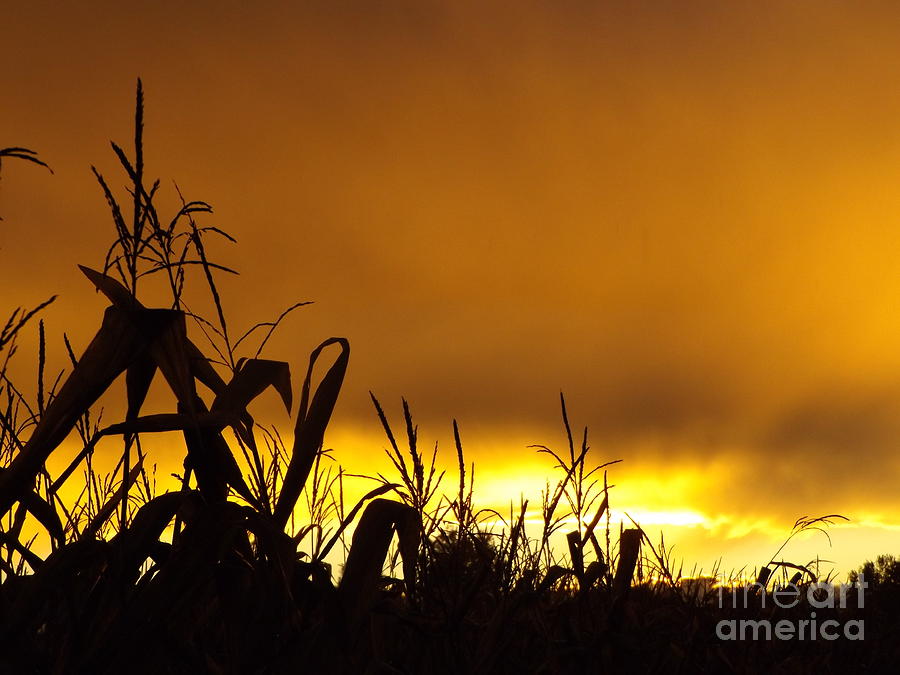 Corn at Sunset Photograph by Erick Schmidt