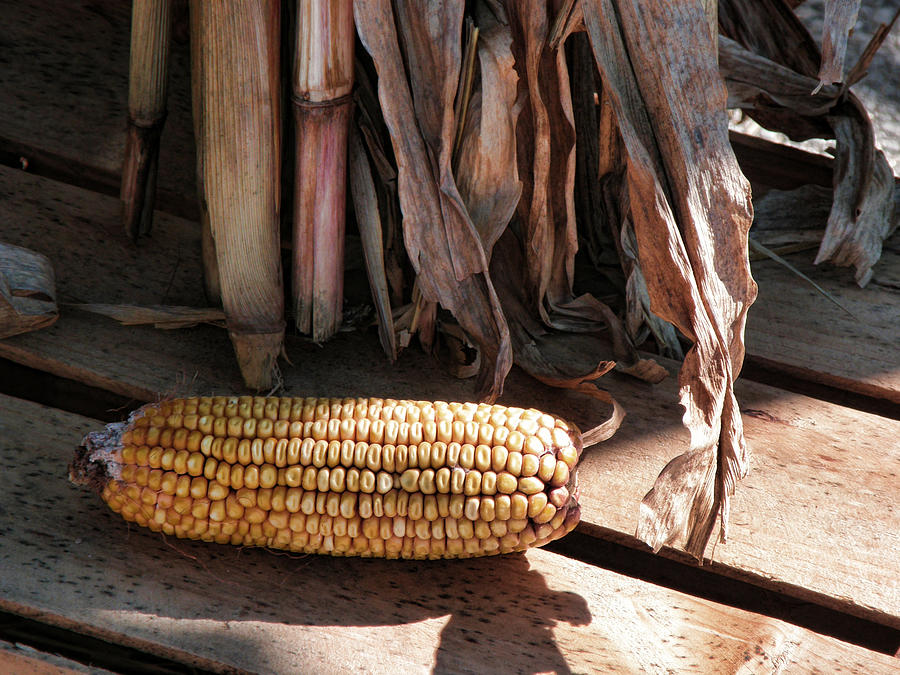 Corn at the Market Photograph by Shannon Story